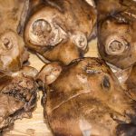 15455635966_8e0da5400a_thorramatur