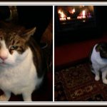 lenny-the-spitalfields-pub-cat-lifebeyondborders