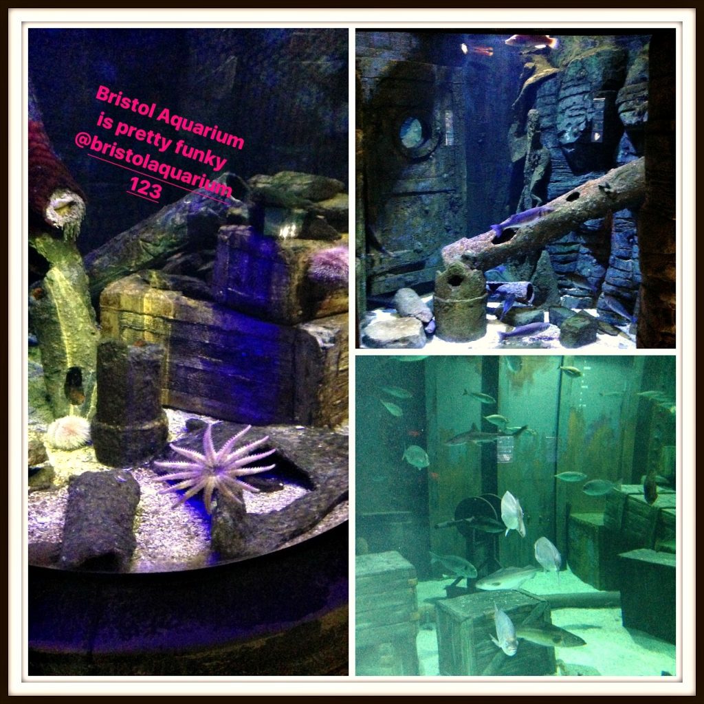 Things to do in Bristol - the Bristol Aquarium. Life Beyond Borders