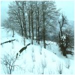 Snowy vista on the way to the Ski Centre – LifeBeyondBorders