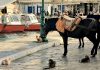 Hydra Island, Greece. Where no cars exist