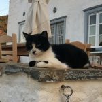 BellyPop the Cat at Nicaela’s House – Hydra island – Greece