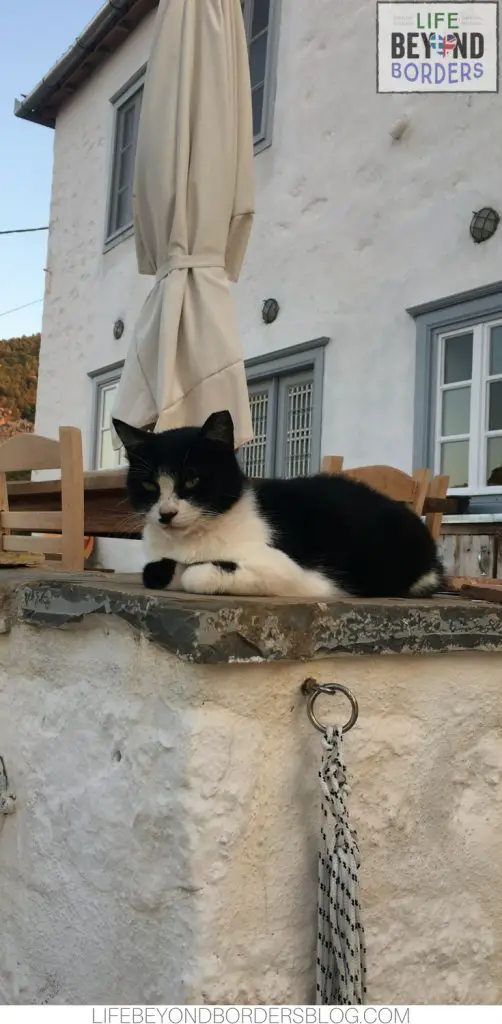 BellyPop the Cat at Nicaela's House - Hydra island - Greece. Life Beyond Borders