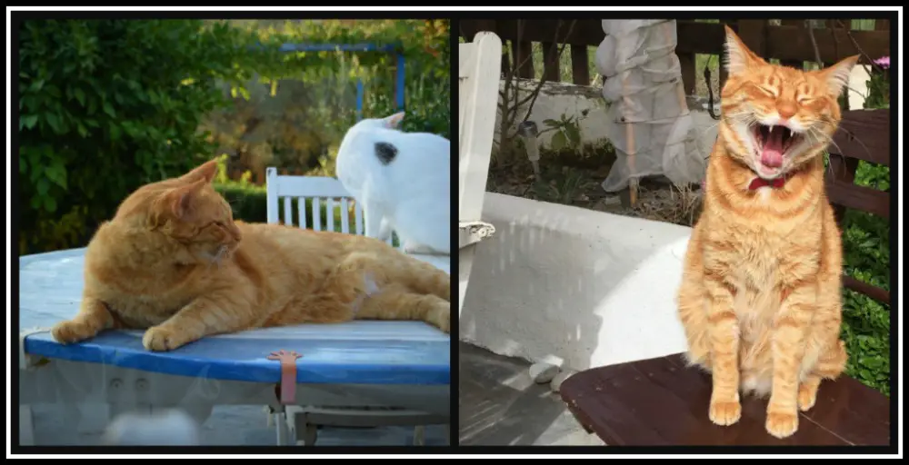 cats on Rhodes, Greece