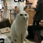 Pause Cat Cafe – Bournemouth, Dorset, UK – LifeBeyondBorders