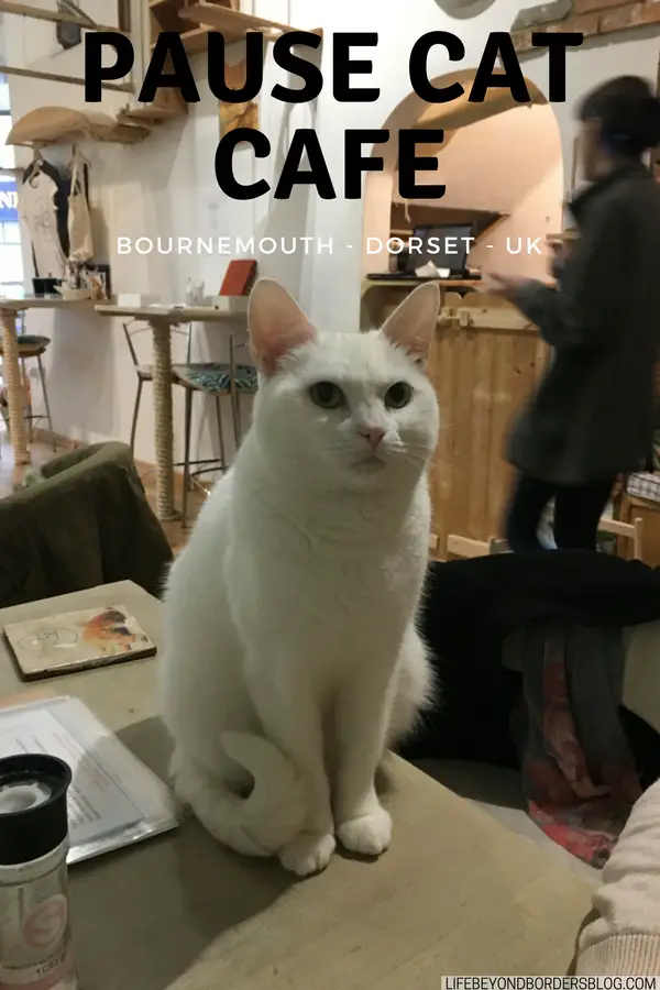 Pause Cat Cafe - Bournemouth, Dorset, UK - LifeBeyondBorders