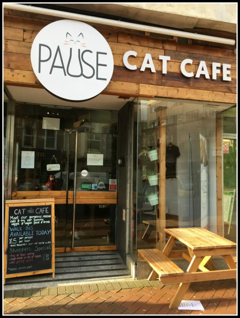 Pause Cat Cafe - Bournemouth, Dorset, UK - LifeBeyondBorders