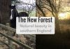 The New Forest - Natural Beauty in southern England - LifeBeyondBorders