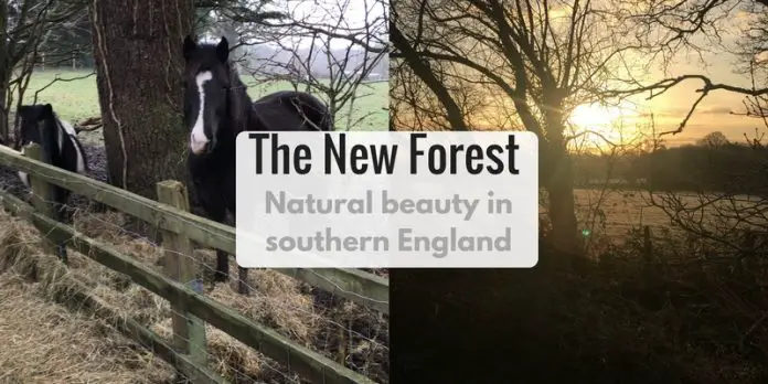 The New Forest - Natural Beauty in southern England - LifeBeyondBorders