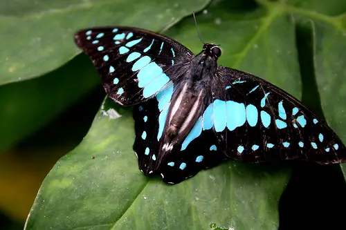 penang butterfly farm photo. Life Neyond Borders