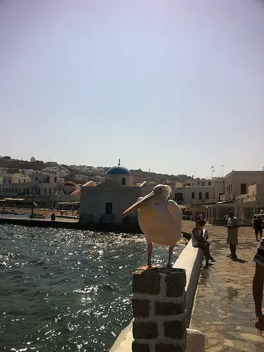 Petros the Pelican photo in Mykonos Town. Life Beyond Borders