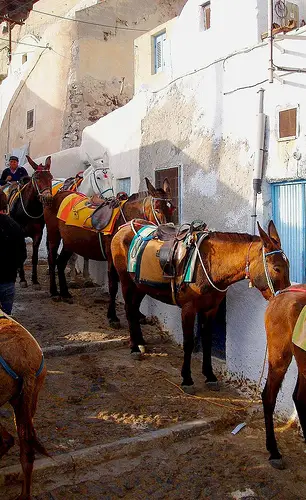 Fira, Santorini-Greece April 2010 by Lee Cannon riding greek donkeys photo. Life Beyond Borders