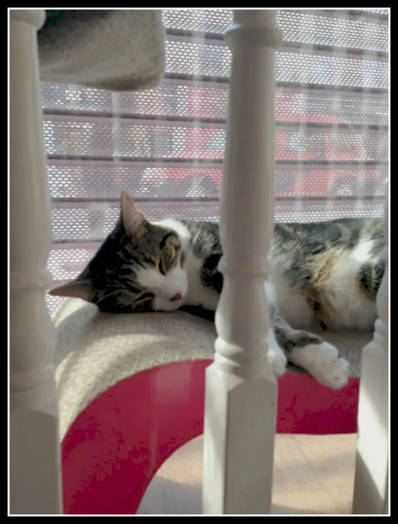 Cat asleep in the window - Lady Dinah's cat cafe London - LifeBeyondBorders