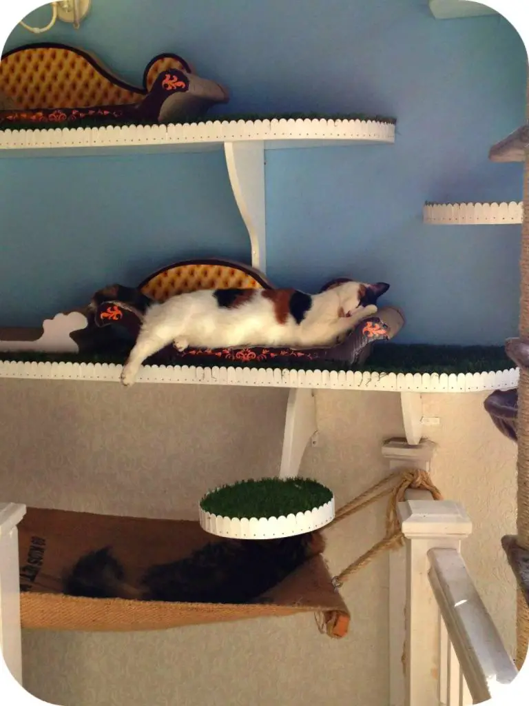 Cute Sleeping cats - Lady Dinah's Cat Cafe London - LifeBeyondBorders