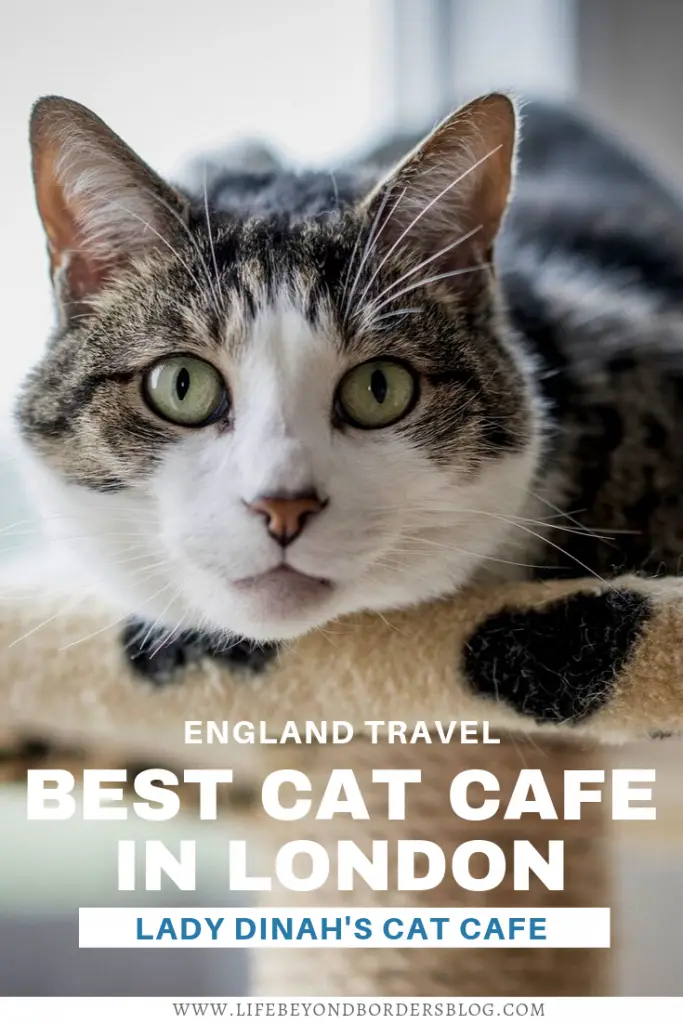 Lady Dinah's - Best Cat Cafe in London - LifeBeyondBorders