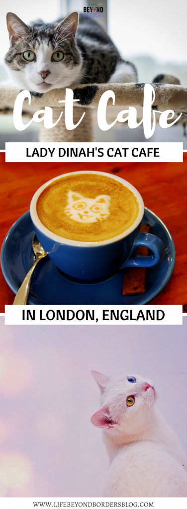 Lady Dinah's Cat Cafe London - LifeBeyondBorders