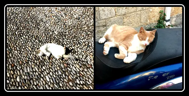 Cats chilling on Rhodes island, Greece - LifeBeyondBorders