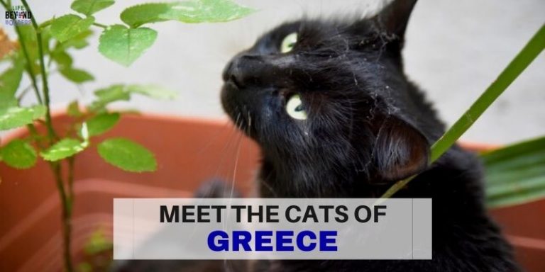 Cats of Greece