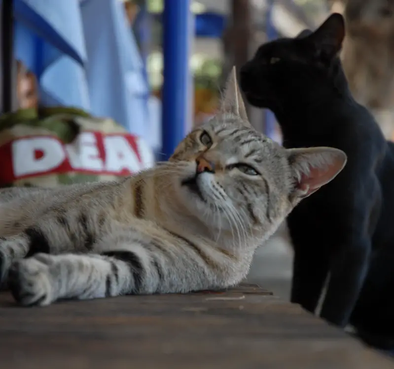 Gatti greci / Greek cats by Luigi Rosa on 2008-09-03 14:20:31