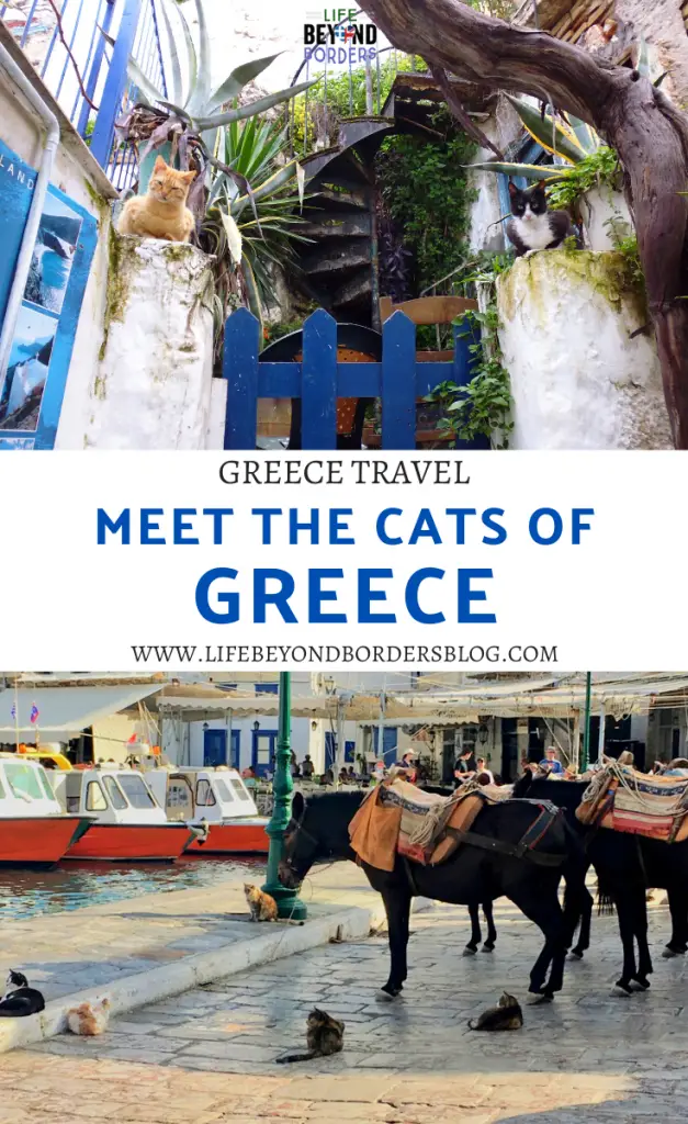 Meet the cats of Greece - LifeBeyondBorders