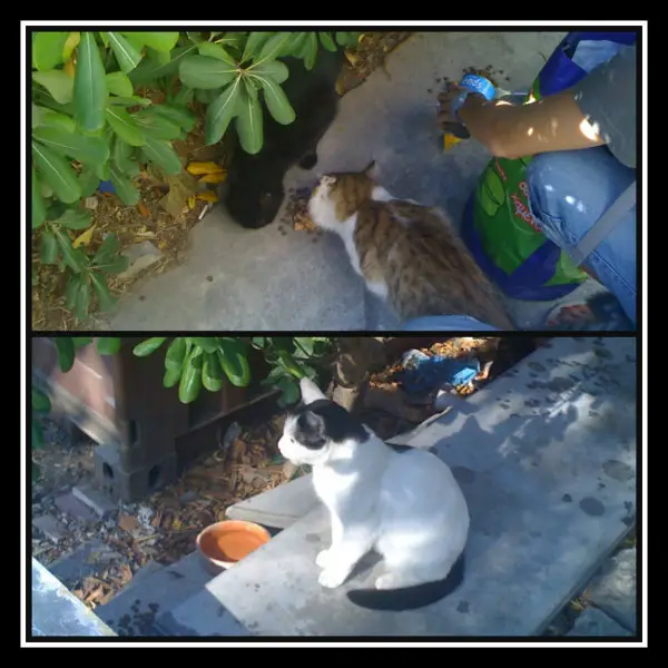 NineLives Cat Feeding Programme - Athens - LifeBeyondBorders
