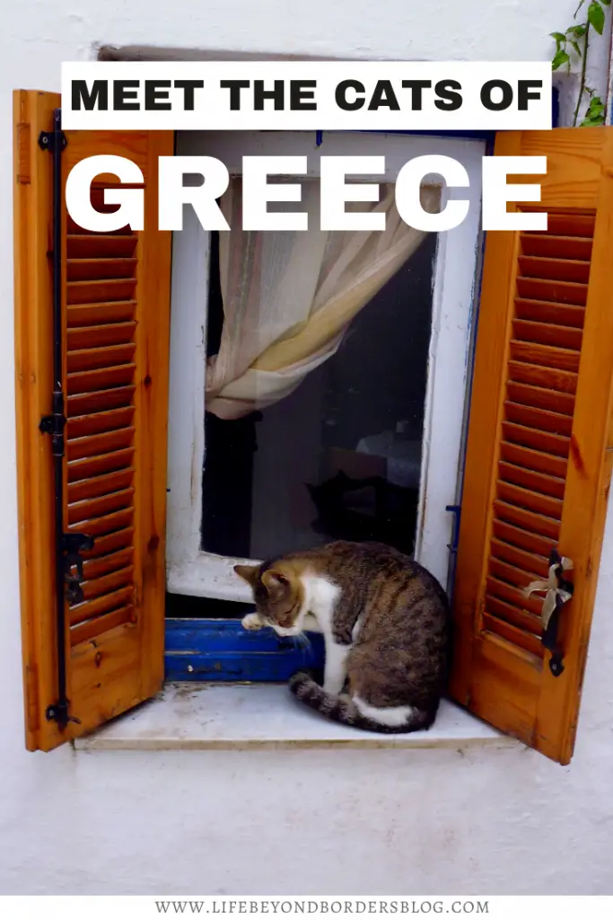 The Cats of Greece - LifeBeyondBorders