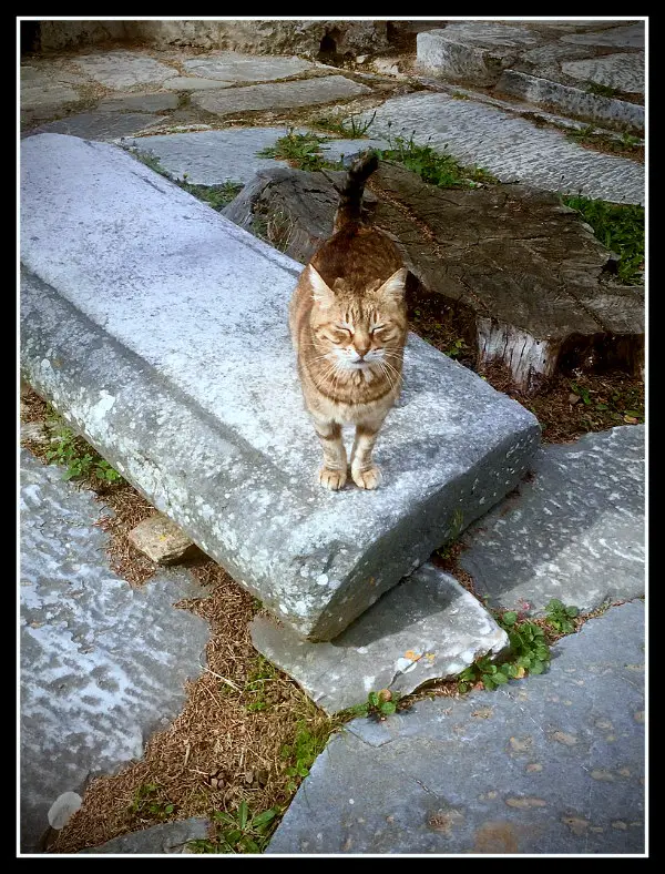 Monastery cat on hike in Hymettus Mountain - Athens - Greece - LifeBeyondBorders