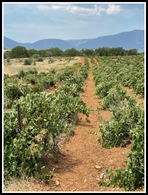 Vineyards around the Attica region of Athens - LifeBeyondBorders